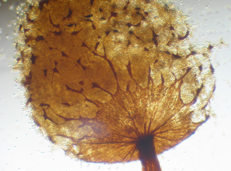 Cribraria intricata?